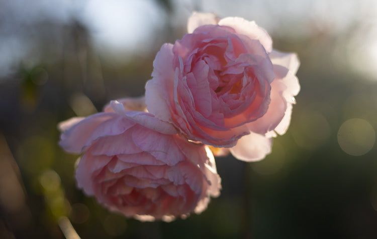 pink roses in the garden