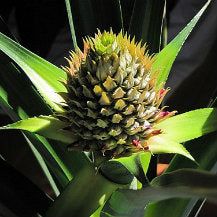 How to Grow Your Own Pineapple