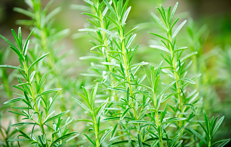 Buzz Off! Plants That Help Fight Mosquitoes & Flies