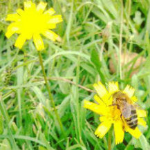 Plants To Attract Beneficial Insects