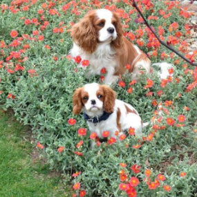 Puppies in the Garden