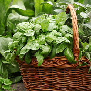 The Best Herbs to Plant in WA