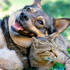 6 Plants Poisonous to Cats and Dogs