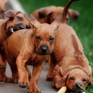 Pooches and Porches: Keeping Your Dog Safe in the Garden