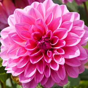 What to Grow in Your State This November