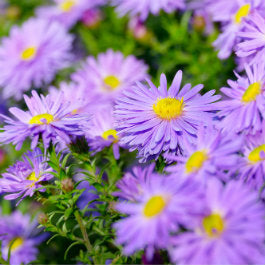 What to Grow in Your State This March