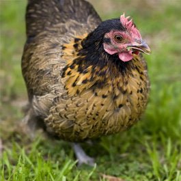 Go Green with Chooks