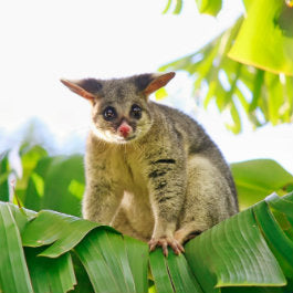 Autumn’s Wild Visitors