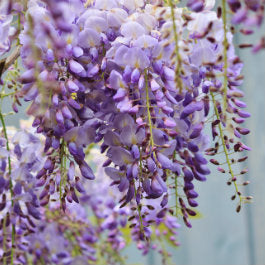 Turn your Garden into a Fragrant Haven