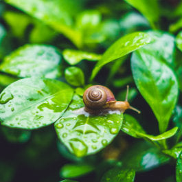 Common Gardening Problems & How to Solve Them