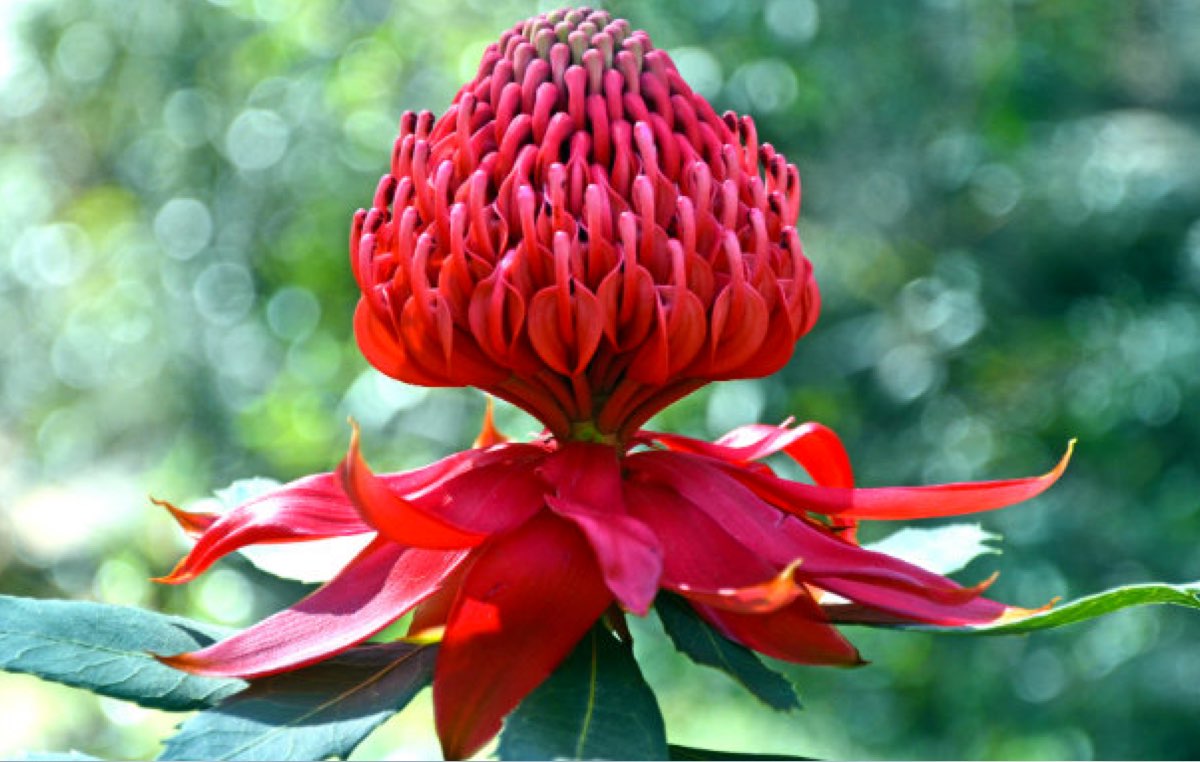 10 Wildflowers To Grow