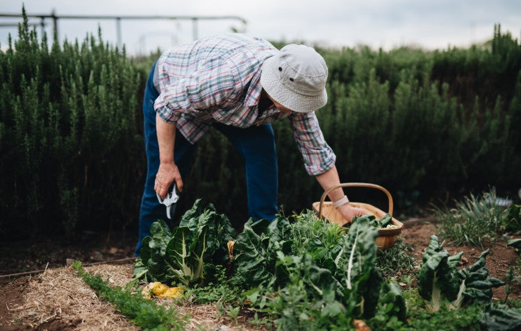 person wearing hat harvesting vegetables from raised bed with ratchet pruners in hand