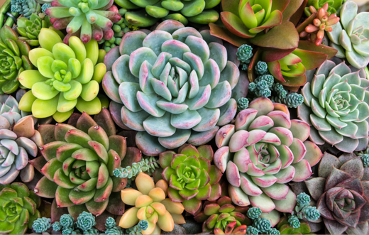 bear's paw succulent Bear's Paw Succulent