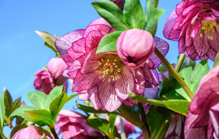 Hellebore