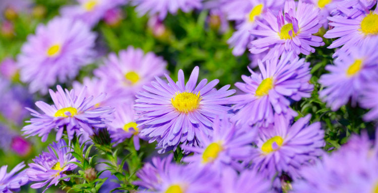 What to Grow in Your State This March