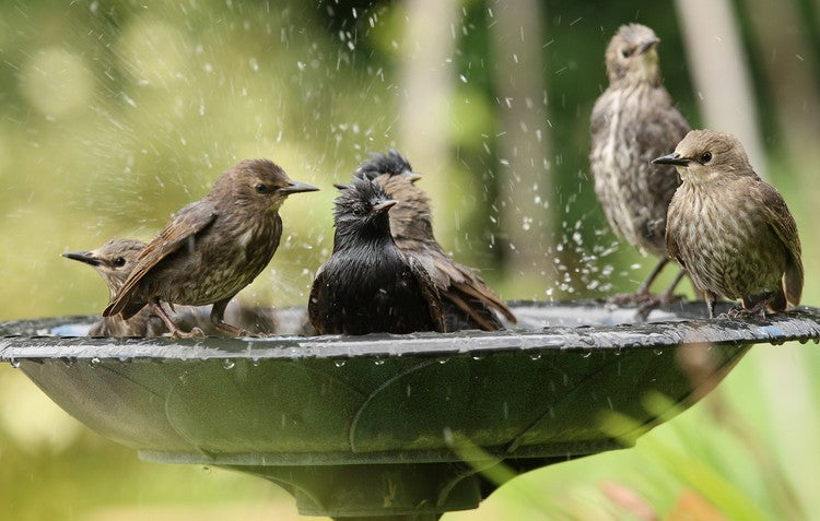 Bird Baths are Back