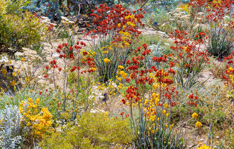 Native flowers