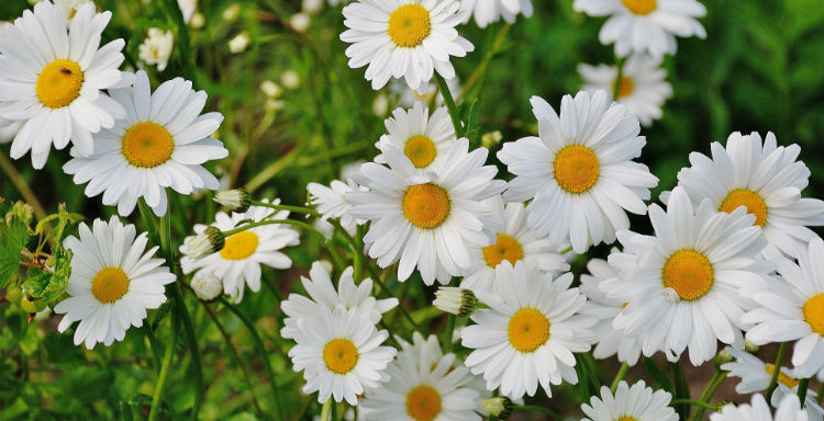 Autumn’s Best Bloomers