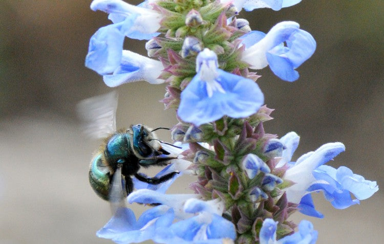 Australian Native Bees in Your Garden