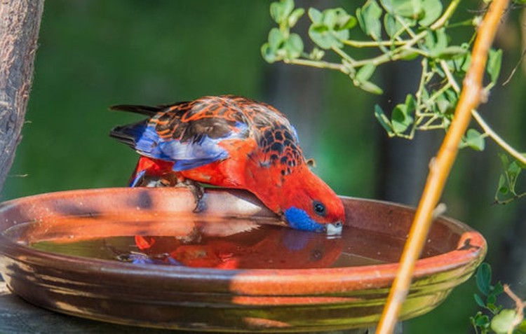 How to create a wildlife-friendly garden