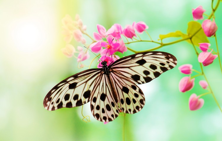 Creating A Butterfly Garden