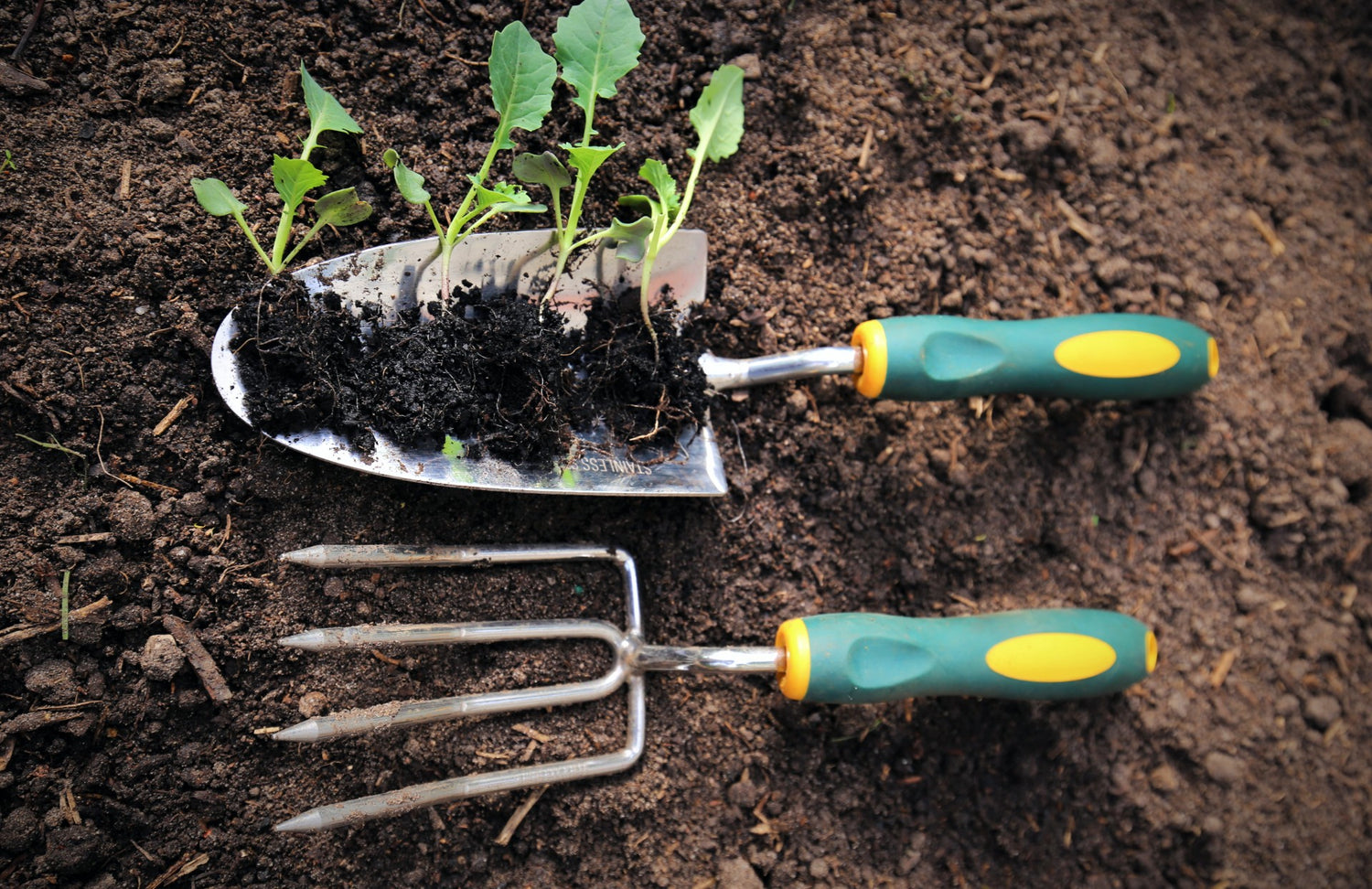 How to Grow Brassicas