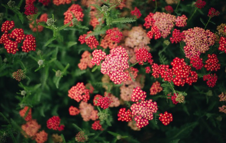 Water your Way to a Flourishing Flower Patch