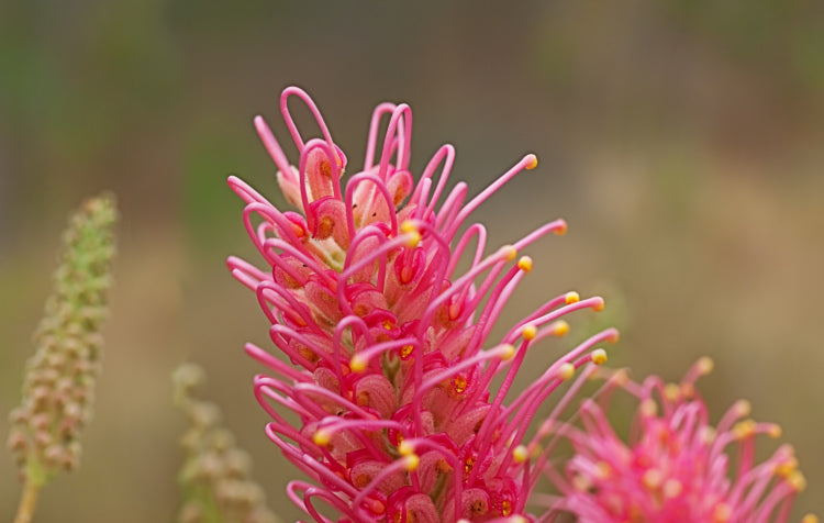 Grevillea flower