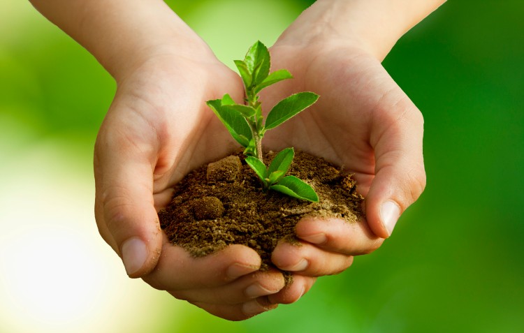 hands-holding-new-tree