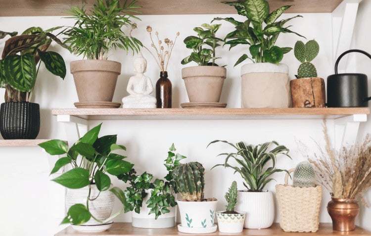 Pot Plants  Hoselink
