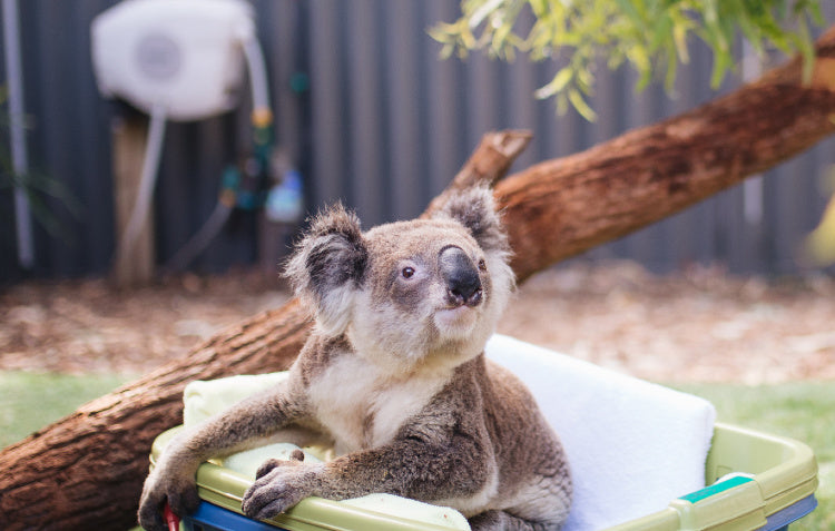 Hoselink Helps the Koalas