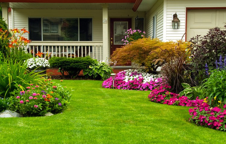 Beautiful garden and plants