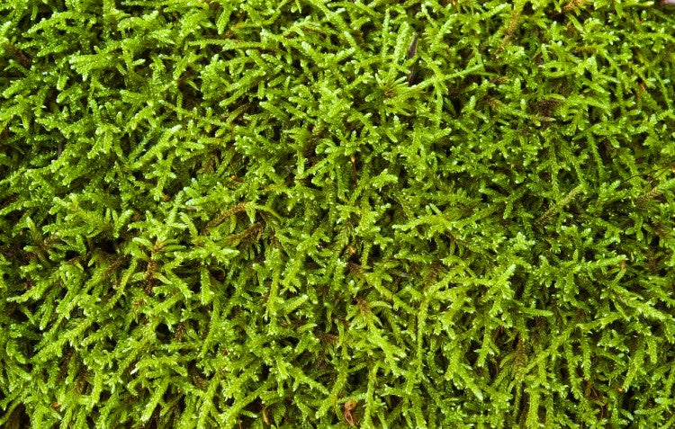 moss-texture