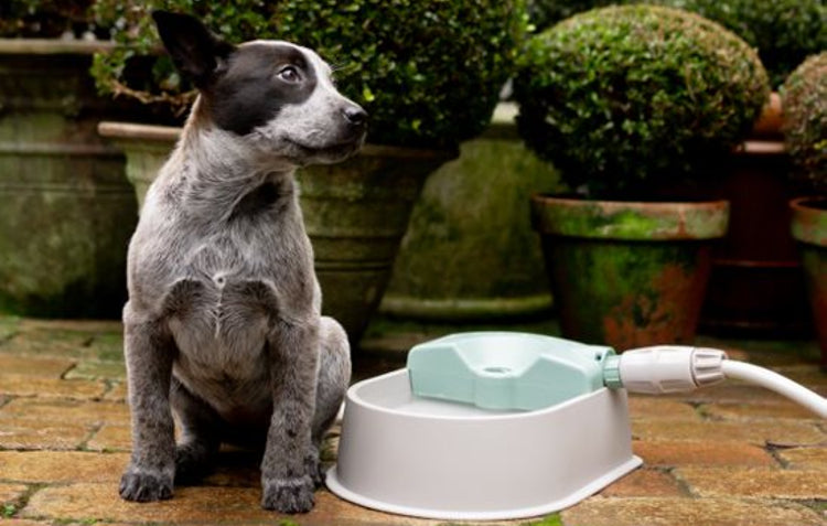 dog with Hoselink's pet bowl