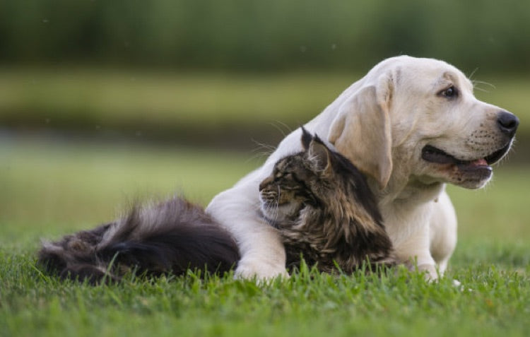 How to Make Your Garden Pet friendly Hoselink
