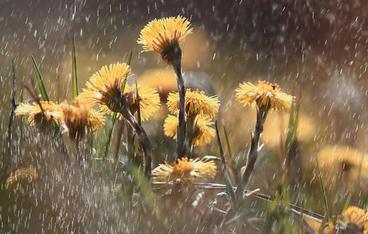 repairing-your-garden-after-heavy-rain