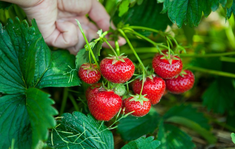 how-to-grow-strawberries