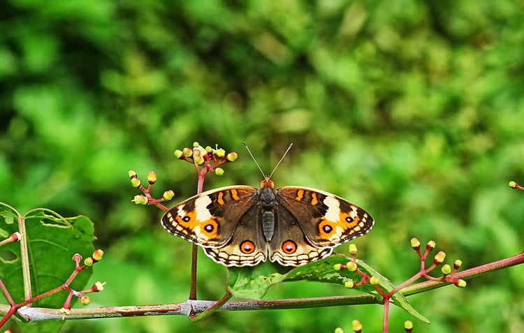 How to Create a Low-maintenance Wildlife Garden