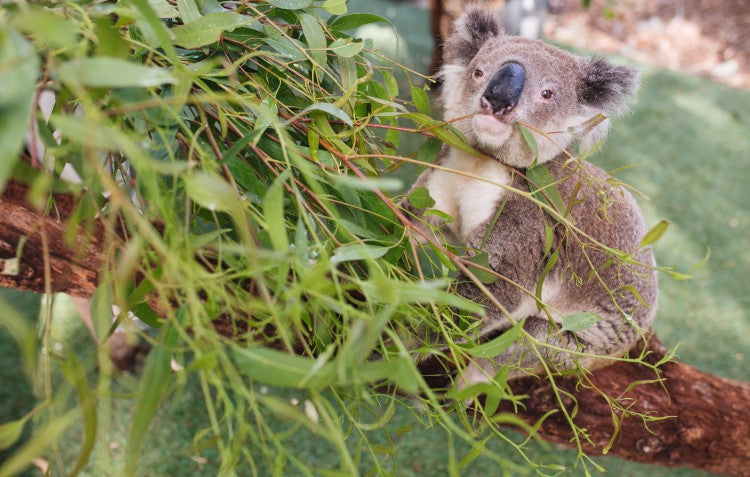 celebrate-world-wildlife-day