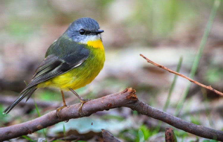 Wildlife DIY Projects