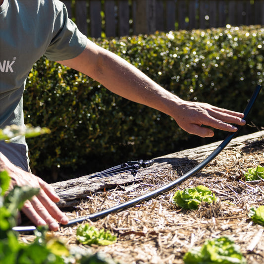 person laying out 13mm Poly pipe along the edge of a garden bed with small plants and straw mulch