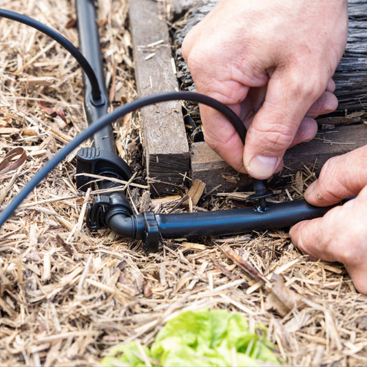 Person connecting black garden irrigation tubing to mian-line tubing with straw and plants in the background.