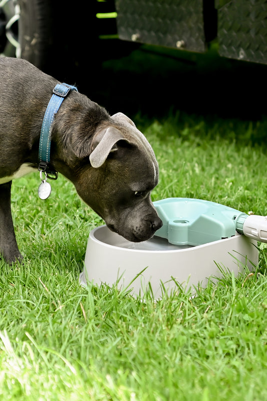 A brown dog on grass about to have a drink from a beige and green coloured water bowl that is connected to a hose.