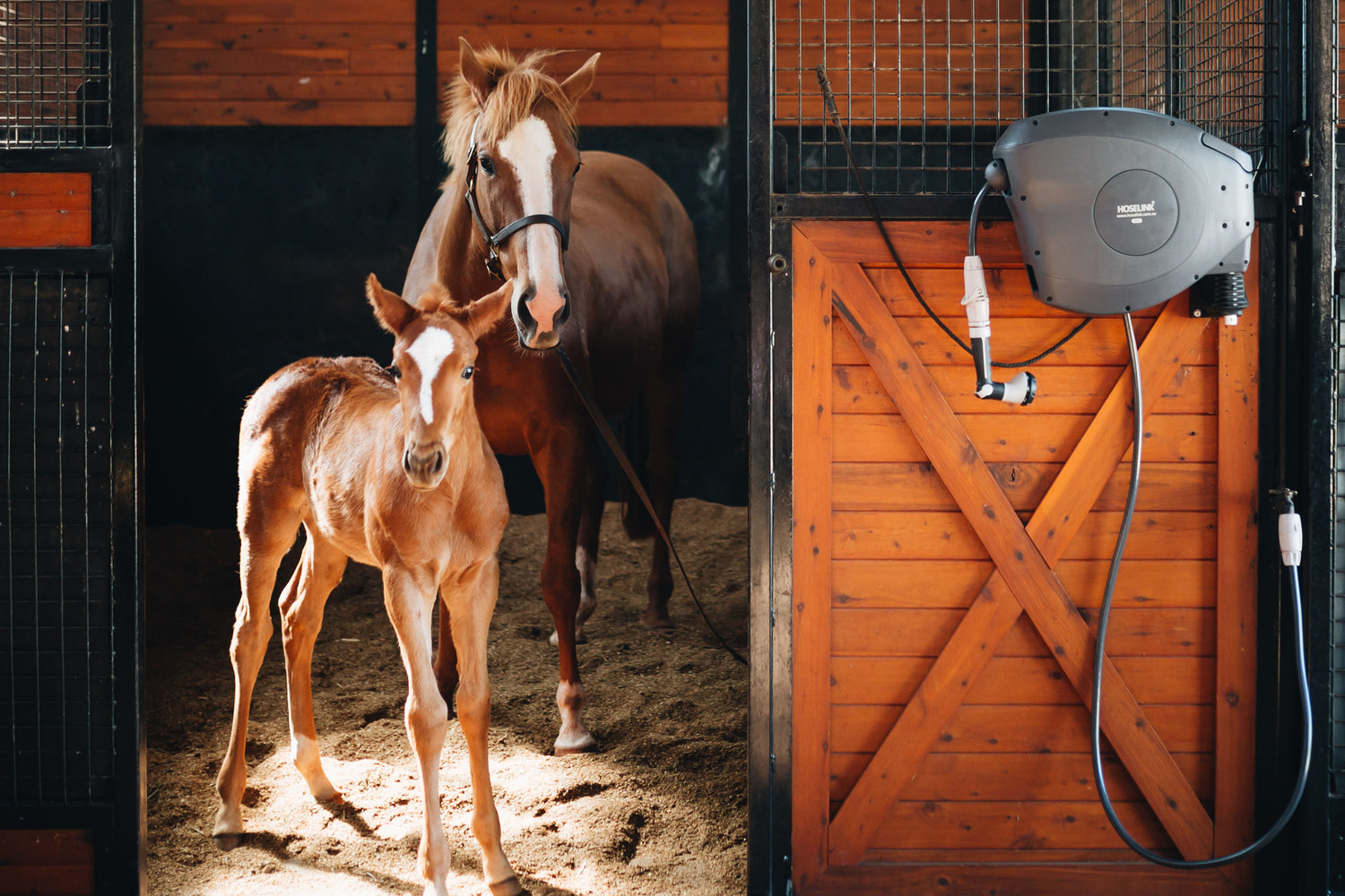 Horse and its foal standing in stable next to mounted Charcoal Retractable Hose Reel