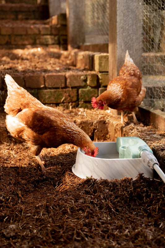 Two brown hens gathered at Pet Water Bowl in coop. One chicken drinking from bowl