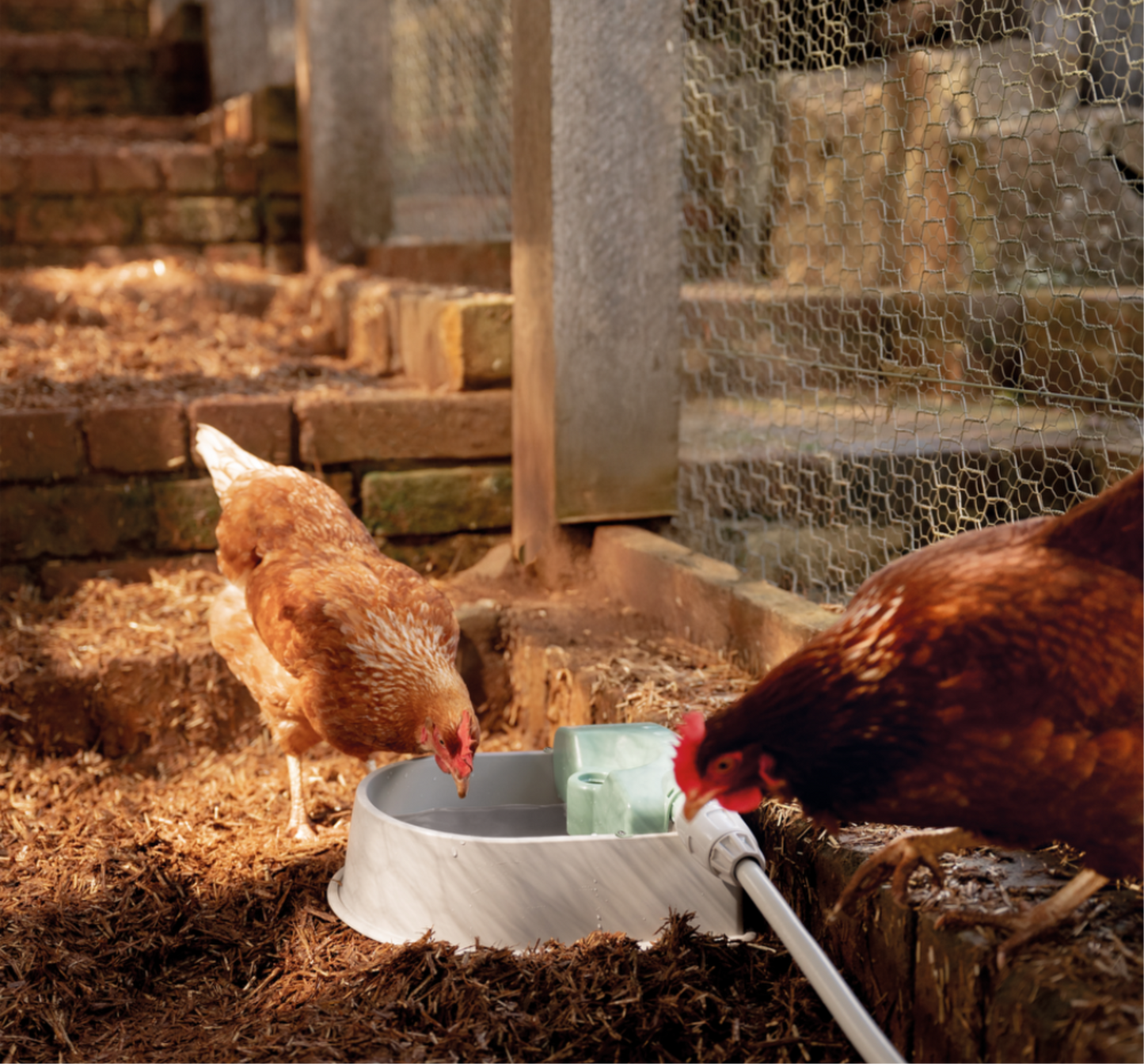 Auto-fill Pet Bowl + 1.5m Hose & Tap Connector