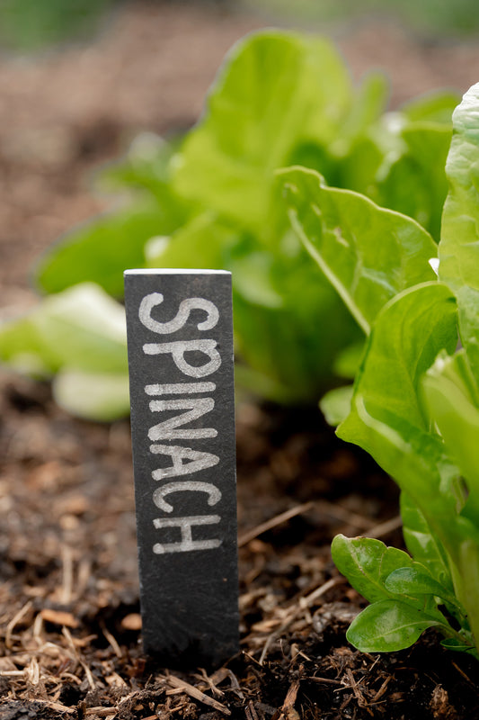Close-up of slate plant label in garden bed with spinach written on it