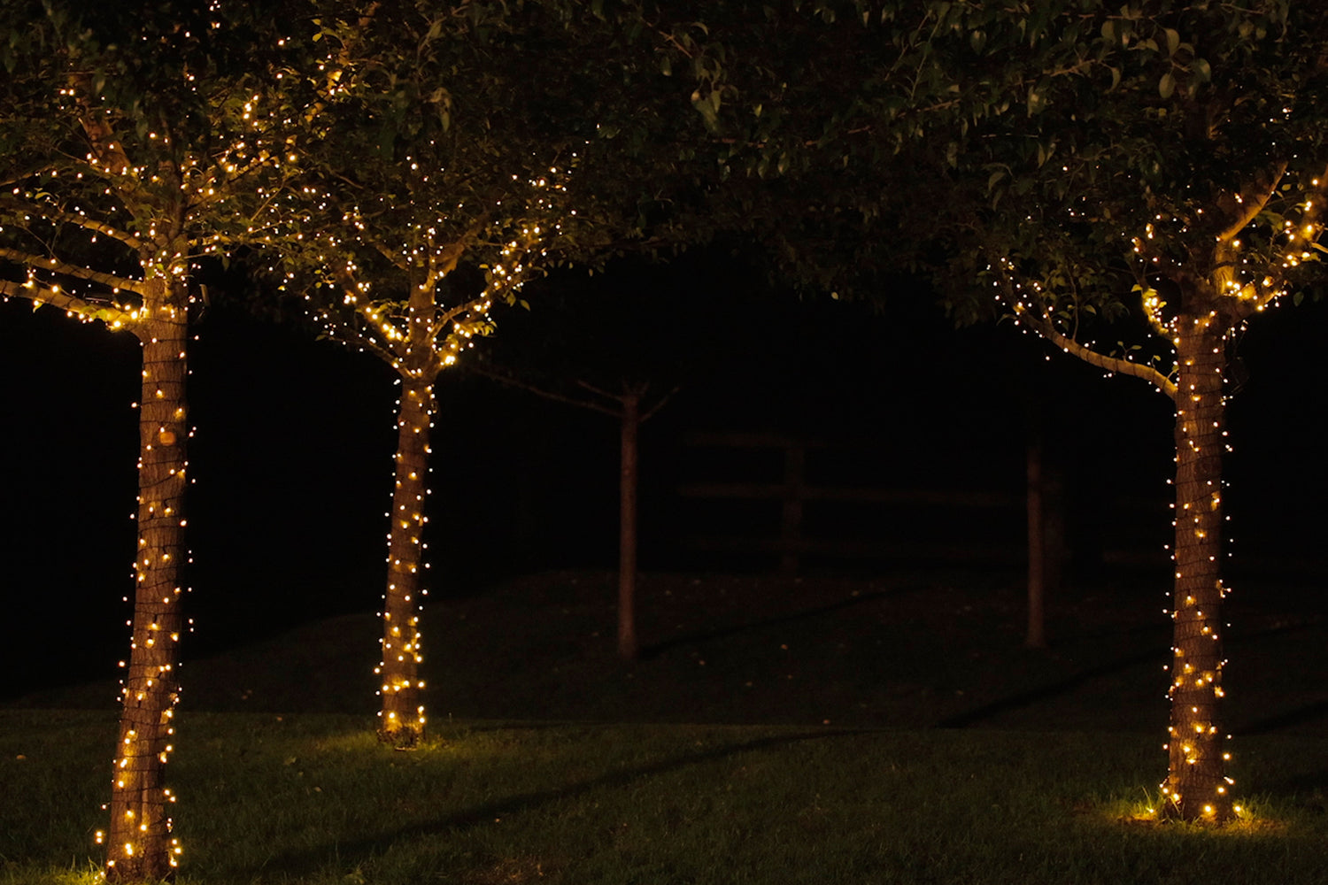 Warm white solar fairy lights wrapped around three trees lit up at night