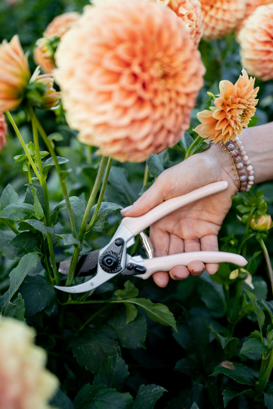 person cutting flowers with peach secateurs