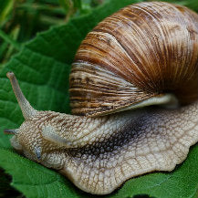 How To Remove Slugs & Snails